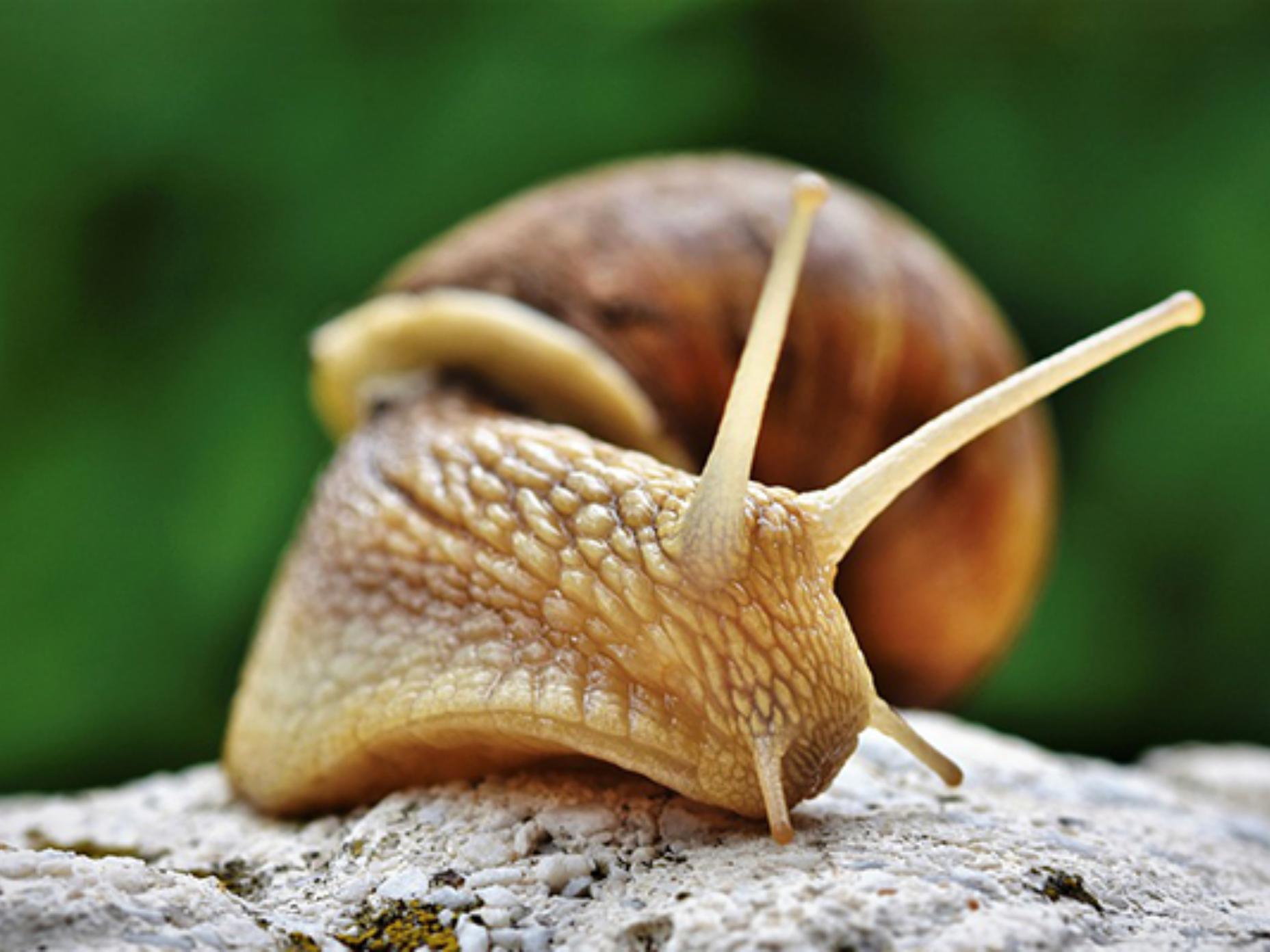 Royer Cosmétique BIO